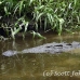 crocodile_american_tar_h_1424_cos2425.jpg